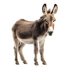 Stunning Isolated Donkey on White Background for Graphic Design Projects