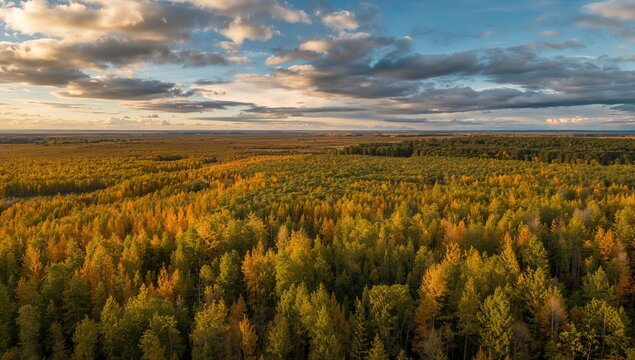 Fototapeta Aerial View of Autumn Forest, Green and Yellow Foliage in Seasonal Change