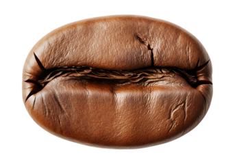 Close up of a single roasted coffee bean isolated on transparent background