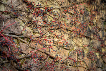 Grapes with fallen leaves in autumn, which climb up a stone wall