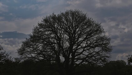 The silhouette of the tree's crown and branches stands out against the cloudy sky.