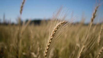 Fototapeta premium Grain barley, ancient agricultural crop with roots in mythology and history, preservation