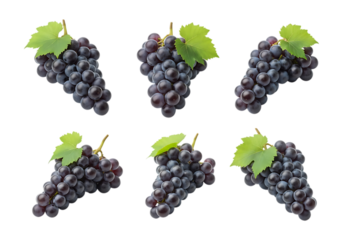 Six bunches of dark grapes with green leaves isolated on transparent background