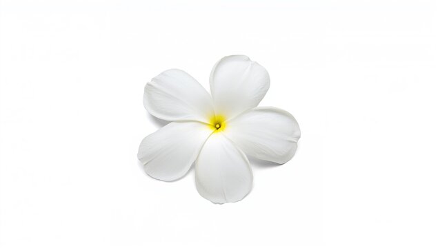 Five-petaled white flowers against a bright yellow backdrop, ideal for editorial headers
