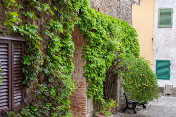 Fototapeta premium Lush green ivy climbing a rustic stone wall, with a quaint alleyway featuring a bench and vibrant flowering plants, creating a serene outdoor atmosphere