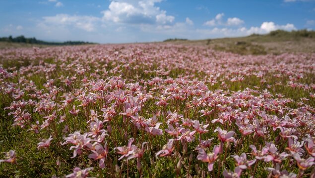 Carpet of vibrant pink Mossy Saxifrage flowers, seasonal change