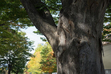 公園の秋の木々