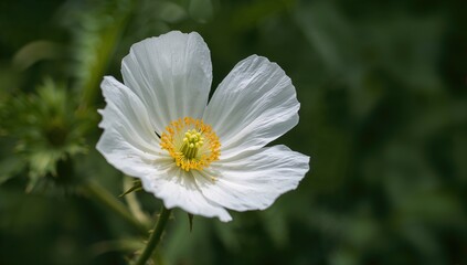 The white Mexican poppy, a thorny herb found in Bangladesh, known for its medicinal use, herbal remedy potential