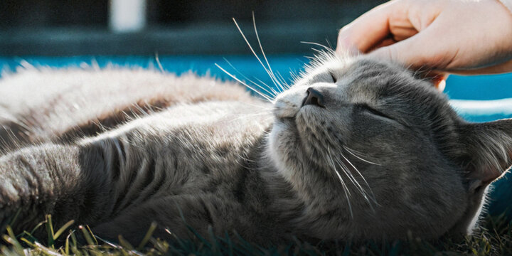 Kindness towards animal concept with a relaxed gray cat lying on grass and being gently petted on the head.