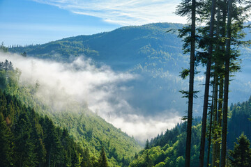 Majestic pine forest overlooking a serene sea of fog blanketing a lush green mountain valley. © Aloshin Evgeniy