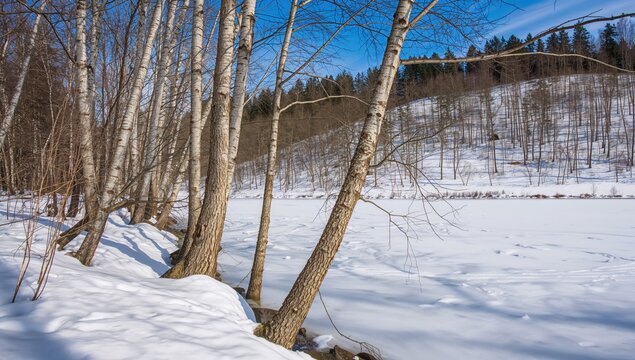 The bank of the Inya River during winter, showcasing bare tree trunks casting long shadows on the ice, seasonal change
