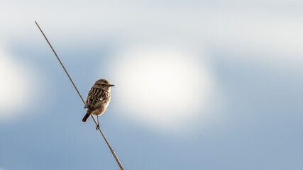 Little bird in a branch