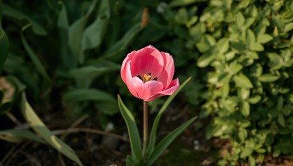 Blooming pink tulip in a flower bed