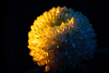 Charming evening glow on a chrysanthemum flower