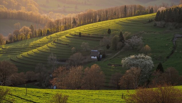 Lush spring hills with terraced fields and blooming trees, showcasing organic farming practices, Earth Day