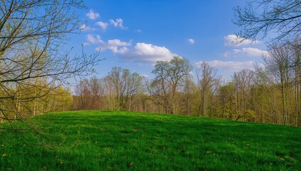 Obraz premium A grassy knoll surrounded by trees, illustrating natural beauty and tranquility