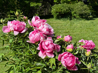 Tree peony stunningly beautiful flowers.