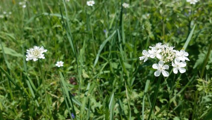 A sunny day view of the meadow featuring multiple Anthriscus sylvestris plants seen from a side angle and close-up.