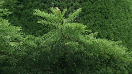 Obraz premium Thuja occidentalis, an evergreen conifer known for its dense foliage and natural resilience, preservation