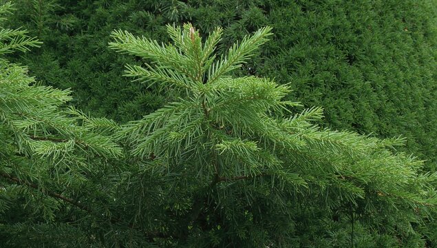 Thuja occidentalis, an evergreen conifer known for its dense foliage and natural resilience, preservation
