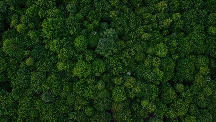 Vibrant greenery showcasing diverse ecosystems, ideal for natural backgrounds and textures