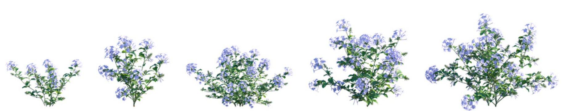 Set of Plumbago auriculata (the Cape leadwort, blue plumbago or Cape plumbago) isolated png on a transparent background perfectly cutout high resolution	