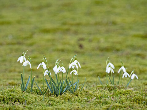 Eine Ansammlung wei&szlig; bl&uuml;hender Schneegl&ouml;ckchen, Galanthus, auf einer Wiese