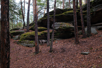 Autumn walk along the scenic trails of the Karkaraly Nature Park in Kazakhstan. Among the ancient pines and mossy rocks, the dog enjoys the beauty of nature.