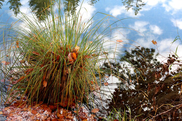 Naklejka premium Nature's calm reflection at Hechtsee in Tirol, Austria with grass and fallen leaves floating on tranquil water