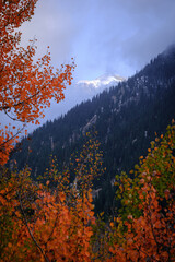 Autumn colors, mist, shrouded mountains and snow-capped peaks create an atmosphere of peace. The forest descends like a velvet carpet, and the bright leaves in the foreground 