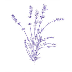 lavender bouquet on  white background. Vector illustration in engraving style
