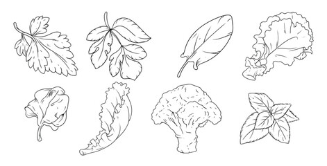 hand drawing vegetables vector 