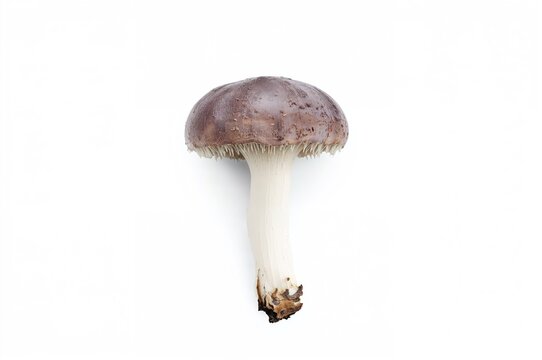 Uncommon porphyrocephalus agaricus fungus against a white backdrop
