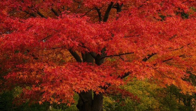 The vibrant colors of Chinar leaves in autumn create a striking natural display, seasonal change