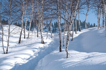 A sunny winter day in a snowy forest. A path laid among slender birches leads deep into a quiet and frosty fairy tale.