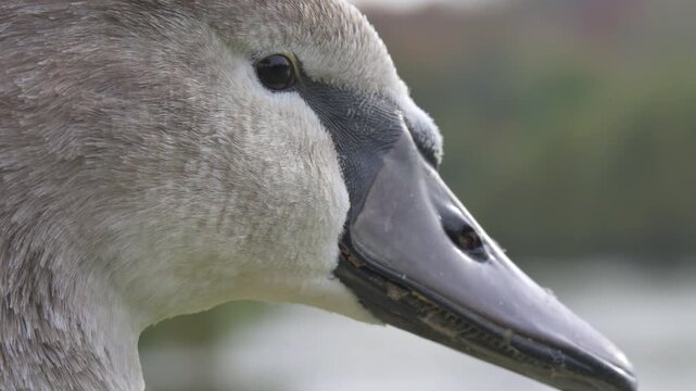 Young Mute Swan (Cygnus olor) with plumage transitioning between immature and adult - head in closeup showing nostrils and tomia ('teeth'). November, Kent, UK. (Half speed)