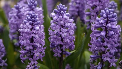 Lush violet hyacinths blossoming with intricate petals and vivid hues in a serene environment. A crisp and aromatic springtime tableau ideal for botanical and floral motifs.