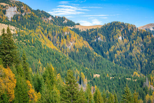 Colorful autumn forest covering mountain slopes near Sinaia in the Bucegi Mountains, Romania
