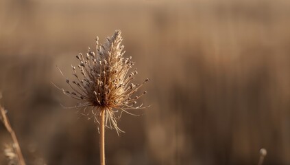 Close-up of dried seed head in autumn, showcasing the beauty of botany and flora, highlighting seasonal change