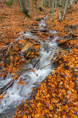 Stream Beech Forest, Hayedo de la Pedrosa Natural Protected Area, Beech Forest Autumn Season, Fagus sylvatica, Riofr&iacute;o de Riaza, Segovia, Castilla y Le&oacute;n, Spain, Europe