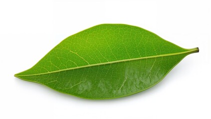 Fototapeta premium Kaffir lime leaf (Citrus hystrix) placed on a white surface, aromatic ingredient for culinary use