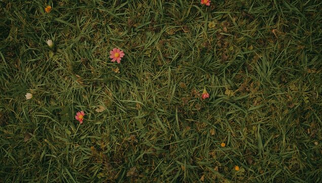 Flowers on a grassy backdrop, ideal for editorial headers