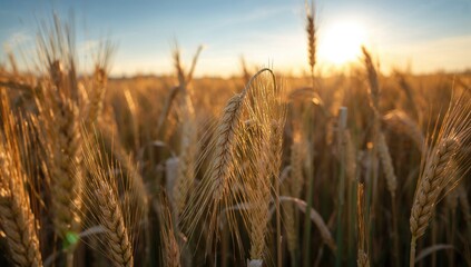 Fototapeta na wymiar Wheat Field Rye, close-up of wheat ears, signifies the harvest season's bounty, highlighting the importance of agricultural productivity