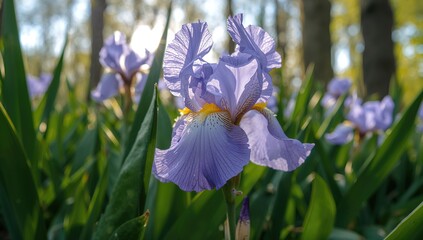 Close-up of lilac iris blossoms, ideal for editorial header background