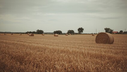 Fototapeta premium Hay bale rolls in harvested field under cloudy summer skies, showcasing seasonal change