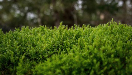 Obraz premium Close-up of vibrant green moss, highlighting its texture and role in ecosystem health