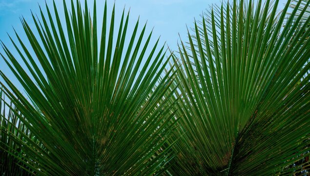 Palm foliage against a clear blue sky, vibrant tropical texture,