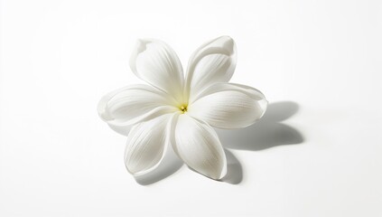 Flying Jasmine flower Blooming assortment with shadow on a white backdrop, floral design element