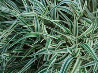 Close-up shot of green and white grass