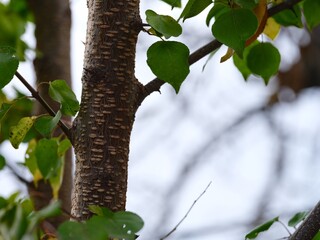 A close-up of textured tree bark with green leaves and branches against a blurred background.